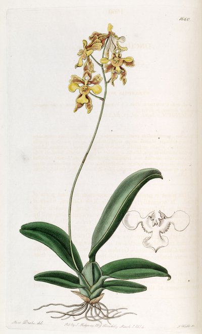 Oncidium ciliatum de Miss Drake